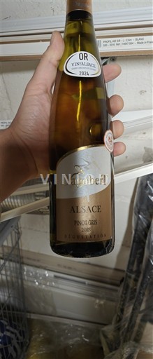 Alsacia Dagobert 2022