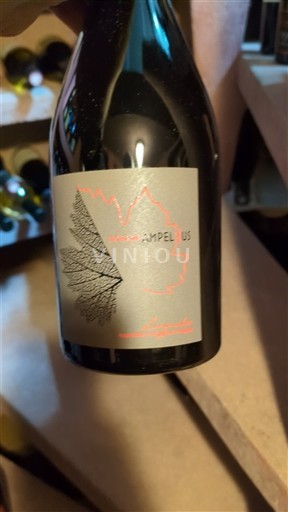 Languedoc Ampelhus 2019