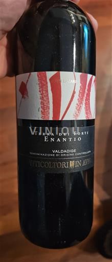 Wines of Veneto Valdadige Viticoltori In Avio Terra dei Forti Enantio 2013