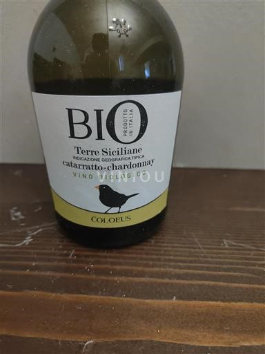 Сицилија Сицилија Земља Coloeus 2023