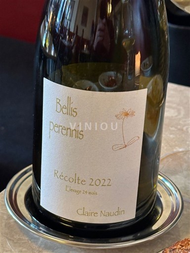 Burgundi E paspecifikuar Claire Naudin Bellis perennis 2022